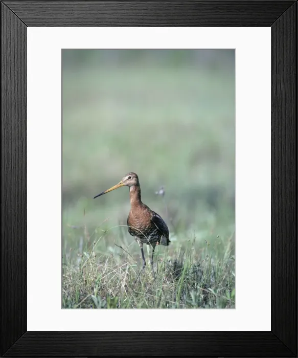 Framed Print : Black-tailed Godwit, worries seeing an intruder on his breeding territory on a typ. marsh near river Bolshoi Ugan, near Ugut settlement; Uganskii Nat. reserve, Siberia, Russia; spring Ug37. 0308 Framed Print : Black-tailed Godwit, worries seeing an intruder on his breeding territory on a typ. marsh near river Bolshoi Ugan, near Ugut settlement; Uganskii Nat. reserve, Siberia, Russia; spring Ug37. 0308