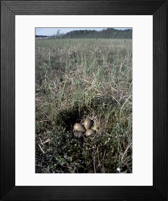 Framed Print : Nest of Black-tailed Godwit - typical; one egg is hatching; adult worries on background; marsh near river Bolshoi Ugan, near Ugut settlement; Uganskii Nat. reserve, Siberia, Russia; spring Ug37. 0319 Framed Print : Nest of Black-tailed Godwit - typical; one egg is hatching; adult worries on background; marsh near river Bolshoi Ugan, near Ugut settlement; Uganskii Nat. reserve, Siberia, Russia; spring Ug37. 0319