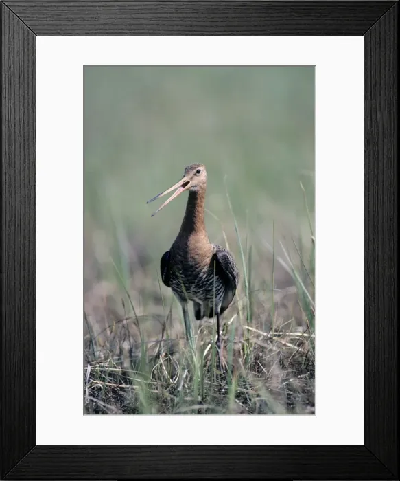 Framed Print : Black-tailed Godwit - worries seeing an intruder on his breeding territory on a typ. marsh near river Bolshoi Ugan, near Ugut settlement; Uganskii Nat. reserve, Siberia, Russia; spring Ug37. 0321 Framed Print : Black-tailed Godwit - worries seeing an intruder on his breeding territory on a typ. marsh near river Bolshoi Ugan, near Ugut settlement; Uganskii Nat. reserve, Siberia, Russia; spring Ug37. 0321