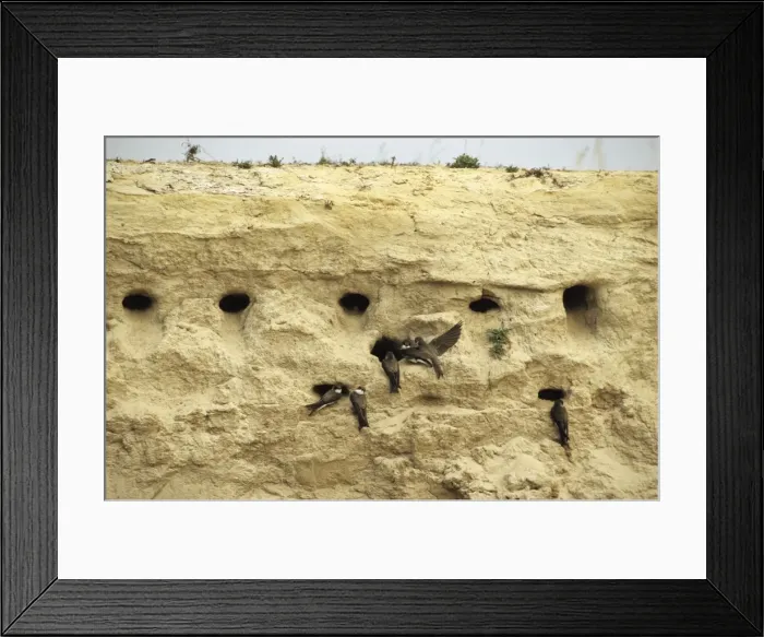 Framed Print : Sand Martins quarrel about nest-holes in a sand wall of a ravine near river Bolshoi Ugan, near Ugut settlement; Uganskii Nat. reserve, Siberia, Russia; spring Ug37. 0334 Framed Print : Sand Martins quarrel about nest-holes in a sand wall of a ravine near river Bolshoi Ugan, near Ugut settlement; Uganskii Nat. reserve, Siberia, Russia; spring Ug37. 0334