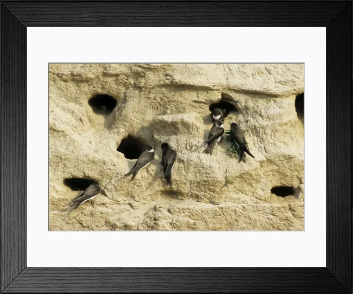 Framed Print : Sand Martins - quarrel about nest-holes in a sand wall of a ravine near river Bolshoi Ugan, near Ugut settlement; Uganskii Nat. reserve, Siberia, Russia; spring Ug37. 0375 Framed Print : Sand Martins - quarrel about nest-holes in a sand wall of a ravine near river Bolshoi Ugan, near Ugut settlement; Uganskii Nat. reserve, Siberia, Russia; spring Ug37. 0375