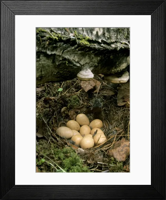 Framed Print : Hazel Hen, - Eggs in typical nest; common but very difficult to find in taiga-forest near river Negustyah, a tributary of river Bolshoi Ugan, near Ugut settlement; Uganskii Nat. reserve, Siberia, Russia; spring Ug37. 0393 Framed Print : Hazel Hen, - Eggs in typical nest; common but very difficult to find in taiga-forest near river Negustyah, a tributary of river Bolshoi Ugan, near Ugut settlement; Uganskii Nat. reserve, Siberia, Russia; spring Ug37. 0393