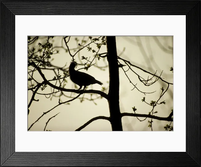 Framed Print : Hazel Hen - adult male worries during feeding on tree-buds at dusk; common in taiga-forest near river Bolshoi Ugan, near Ugut settlement; Uganskii Nat. reserve, Siberia, Russia; spring Ug37. 0484 Framed Print : Hazel Hen - adult male worries during feeding on tree-buds at dusk; common in taiga-forest near river Bolshoi Ugan, near Ugut settlement; Uganskii Nat. reserve, Siberia, Russia; spring Ug37. 0484