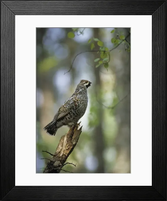 Framed Print : Hazel Hen, adult male sings and worries defending his breeding territory; common in taiga-forest near river Bolshoi Ugan, near Ugut settlement; Uganskii Nat. reserve, Siberia, Russia; spring Ug37. 0510 Framed Print : Hazel Hen, adult male sings and worries defending his breeding territory; common in taiga-forest near river Bolshoi Ugan, near Ugut settlement; Uganskii Nat. reserve, Siberia, Russia; spring Ug37. 0510