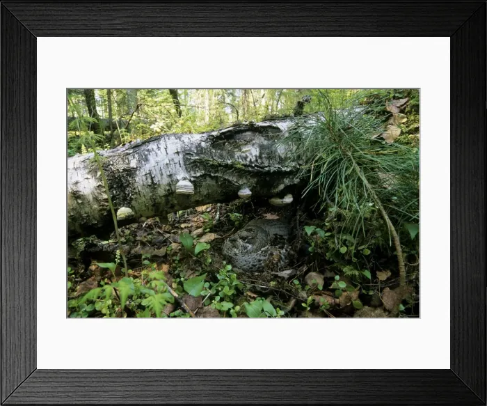 Framed Print : Hazel Hen, female sits in the nest very tight till one actually stumble on it; common but very difficult to find location in taiga-forest near river Negustyah, a tributary of river Bolshoi Ugan, near Ugut settlement; Uganskii Nat Framed Print : Hazel Hen, female sits in the nest very tight till one actually stumble on it; common but very difficult to find location in taiga-forest near river Negustyah, a tributary of river Bolshoi Ugan, near Ugut settlement; Uganskii Nat