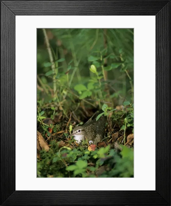 Framed Print : Common Sandpiper on the nest; common but difficult to find on taiga-forest floor near river Negustyah, a tributary of river Bolshoi Ugan, near Ugut settlement; Uganskii Nat. reserve, Siberia, Russia; spring Ug37. 0562 Framed Print : Common Sandpiper on the nest; common but difficult to find on taiga-forest floor near river Negustyah, a tributary of river Bolshoi Ugan, near Ugut settlement; Uganskii Nat. reserve, Siberia, Russia; spring Ug37. 0562