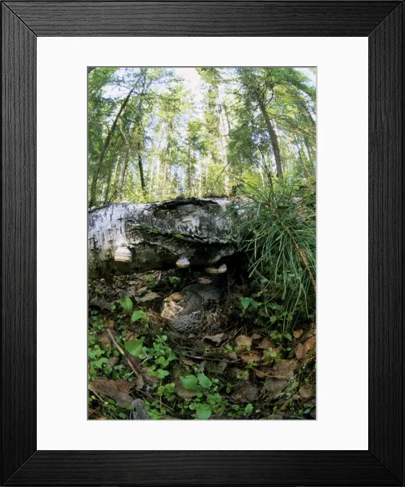 Framed Print : Hazel Hen - female sits in the nest very tight till one actually stumble on it; common but very difficult to find location in taiga-forest near river Negustyah, a tributary of river Bolshoi Ugan, near Ugut settlement; Uganskii Nat Framed Print : Hazel Hen - female sits in the nest very tight till one actually stumble on it; common but very difficult to find location in taiga-forest near river Negustyah, a tributary of river Bolshoi Ugan, near Ugut settlement; Uganskii Nat