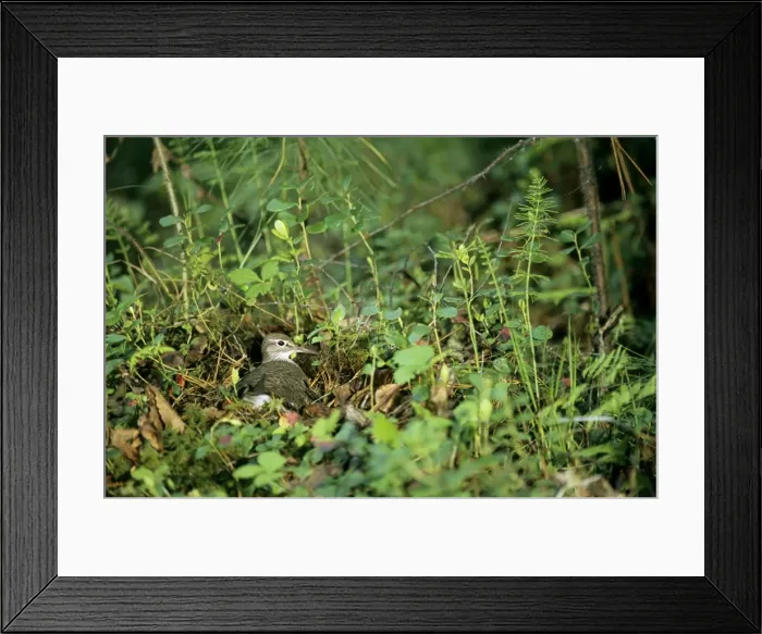 Framed Print : Common Sandpiper on the nest; common but difficult to find on taiga-forest floor near river Negustyah, a tributary of river Bolshoi Ugan, near Ugut settlement; Uganskii Nat. reserve, Siberia, Russia; spring Ug37. 0560 Framed Print : Common Sandpiper on the nest; common but difficult to find on taiga-forest floor near river Negustyah, a tributary of river Bolshoi Ugan, near Ugut settlement; Uganskii Nat. reserve, Siberia, Russia; spring Ug37. 0560