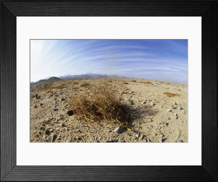 Framed Print : Egypt - typical scene in Arabian desert appr. 50 km from Hurghada town (Red Sea shore), dry branches of Zilla spinosa plant, early morning; January. Eg39. 0053 Framed Print : Egypt - typical scene in Arabian desert appr. 50 km from Hurghada town (Red Sea shore), dry branches of Zilla spinosa plant, early morning; January. Eg39. 0053