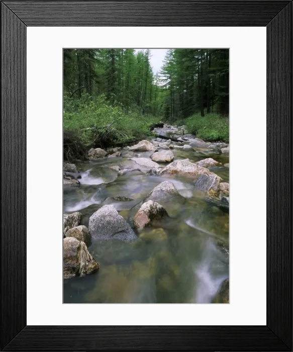 Framed Print : Russia - a typical small river in taiga-forest of Sengilen mountain range; June; South Tuva Tu32. 3134 Framed Print : Russia - a typical small river in taiga-forest of Sengilen mountain range; June; South Tuva Tu32. 3134