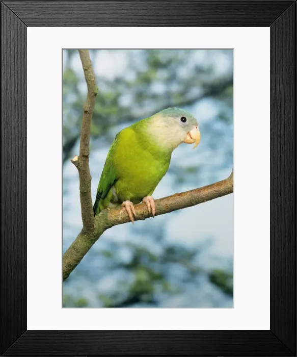 Framed Print : Grey-cheeked Parakeet Previously known as: Psittacus pyrrhopterus Framed Print : Grey-cheeked Parakeet Previously known as: Psittacus pyrrhopterus