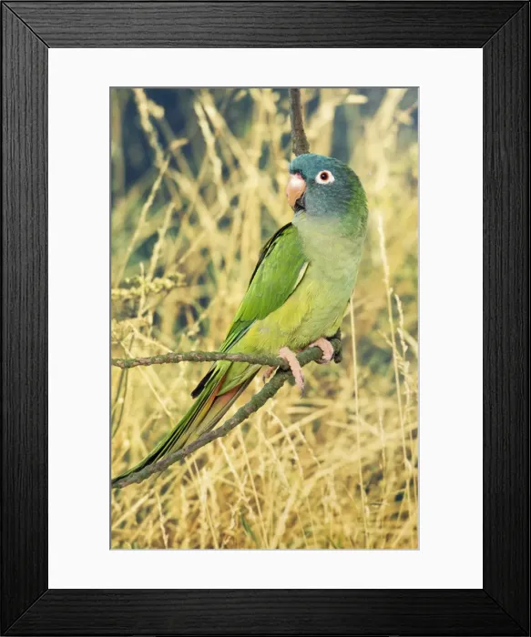 Framed Print : Blue-headed / Dusky-headed Conure Framed Print : Blue-headed / Dusky-headed Conure