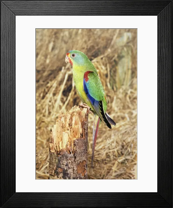 Framed Print : Swift Parrot - perched on tree stump Framed Print : Swift Parrot - perched on tree stump