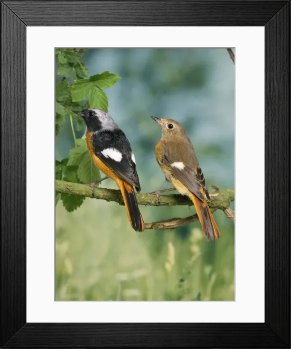 Framed Print : Daurian Redstart - pair Framed Print : Daurian Redstart - pair