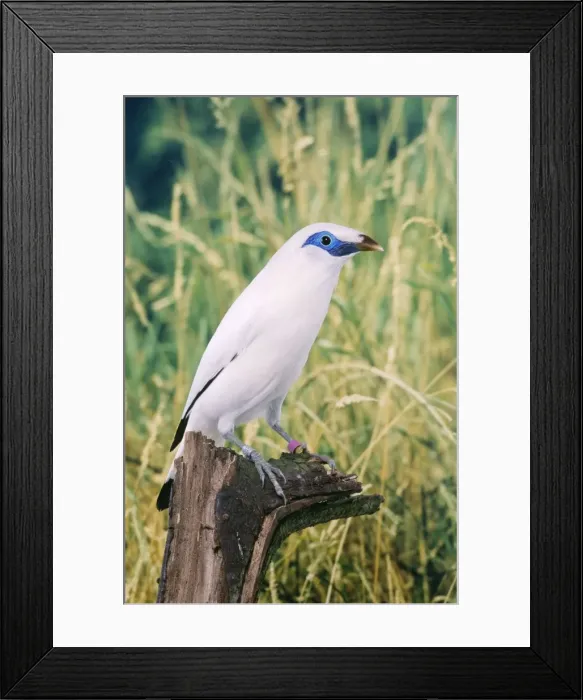 Framed Print : Bali Mynah / Rothschild's Starling / Rothschild's Mynah / White Starling Framed Print : Bali Mynah / Rothschild's Starling / Rothschild's Mynah / White Starling