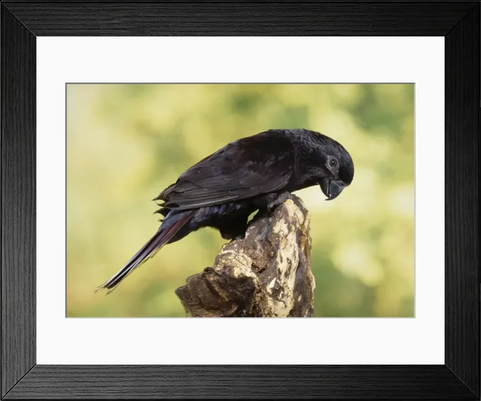 Framed Print : Black Lory Framed Print : Black Lory