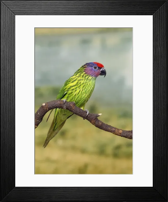 Framed Print : Goldie's Lorikeet Framed Print : Goldie's Lorikeet