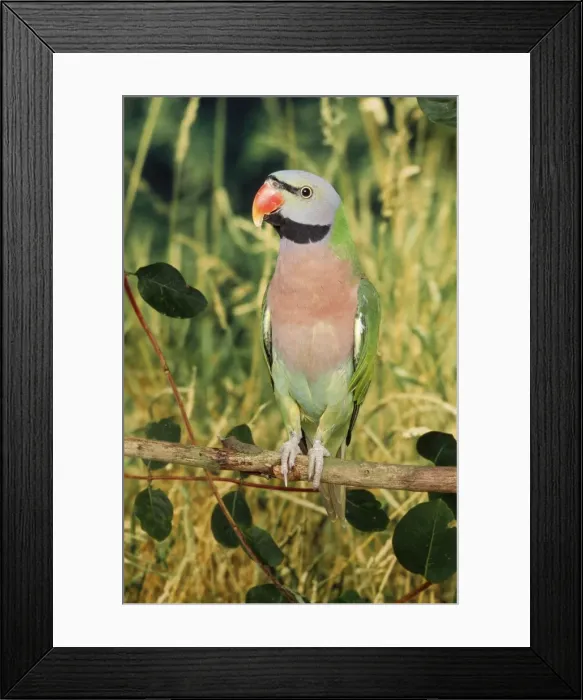 Framed Print : Moustached Parakeet - male Distribution: lower Himalayas - Burma, Malay Peninsula - Java, South China Framed Print : Moustached Parakeet - male Distribution: lower Himalayas - Burma, Malay Peninsula - Java, South China