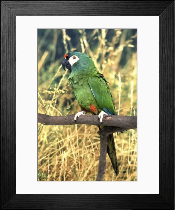 Framed Print : Illigers Macaw Brazil Framed Print : Illigers Macaw Brazil