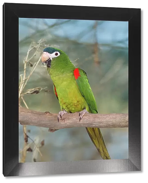 Red-shouldered Macaw - aka. Hahn's Macaw Guianas, E. Venezuela, E. Brazil