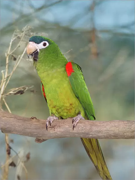 Red-shouldered Macaw - aka. Hahn's Macaw Guianas, E. Venezuela, E. Brazil