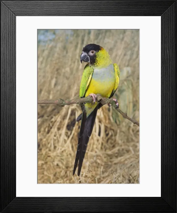 Framed Print : Nanday Conure - hen Framed Print : Nanday Conure - hen