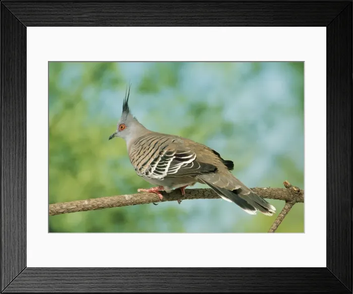 Framed Print : Crested Pigeon Framed Print : Crested Pigeon