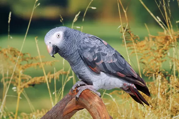 African Grey Parrot Ivory Coast