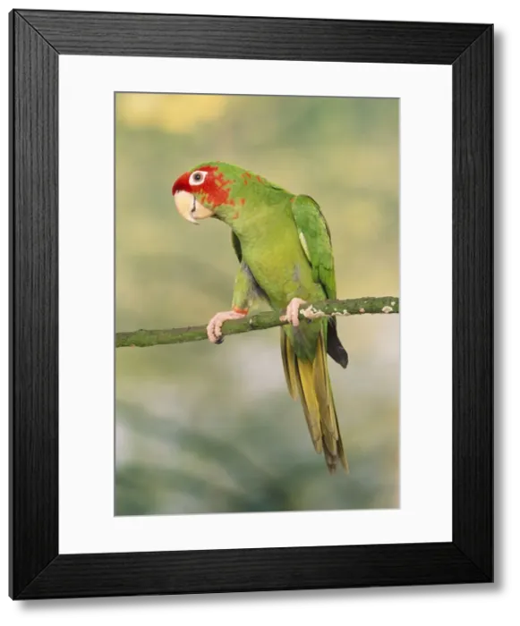 Framed Print : Mitred Conure Framed Print : Mitred Conure