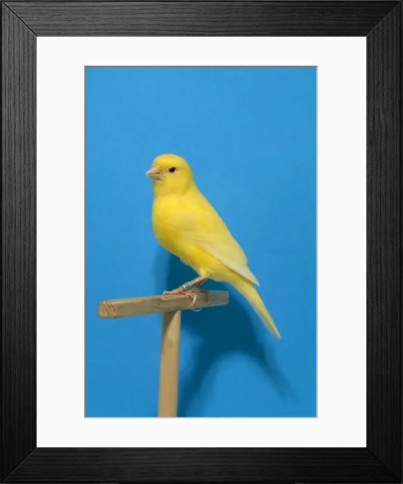 Framed Print : Canary - intensive clear gold colour. First in class Worls show Italy 99 Framed Print : Canary - intensive clear gold colour. First in class Worls show Italy 99