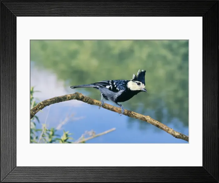 Framed Print : Chinese Yellow / Yellow Cheeked Tit Himalayas India - Indo China Framed Print : Chinese Yellow / Yellow Cheeked Tit Himalayas India - Indo China