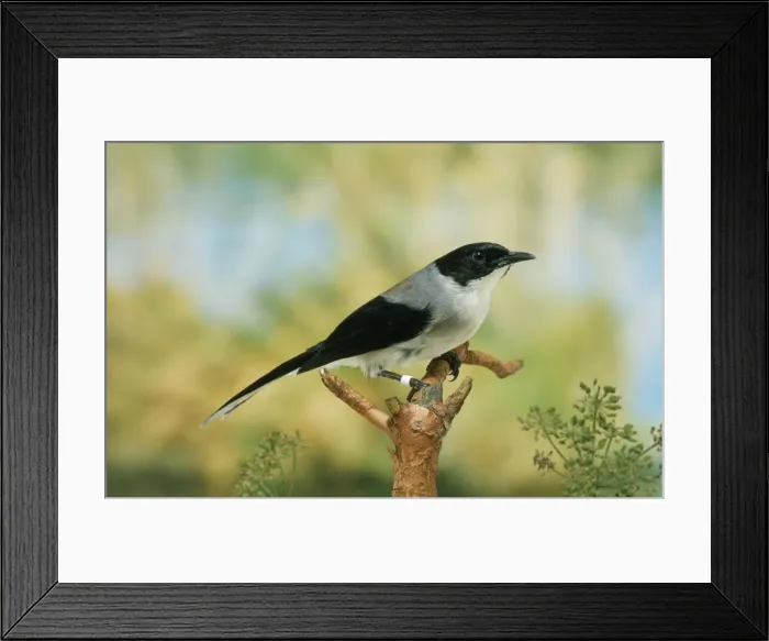 Framed Print : Black-headed Sibia S. E. Asia Framed Print : Black-headed Sibia S. E. Asia
