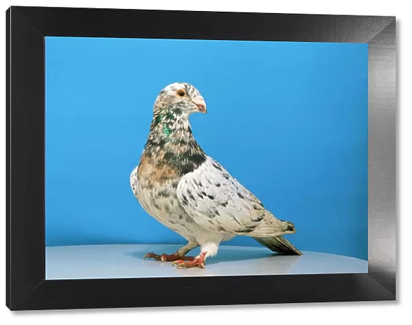 Grizzle Pigeon - male, domestic shoe breed