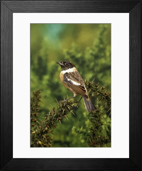Framed Print : Stonechat - male Framed Print : Stonechat - male