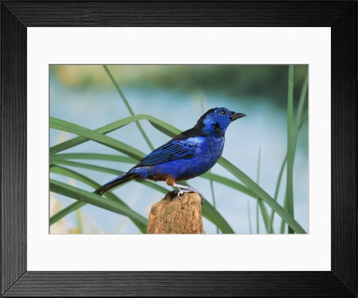 Framed Print : Opal-rumped Tanager Framed Print : Opal-rumped Tanager
