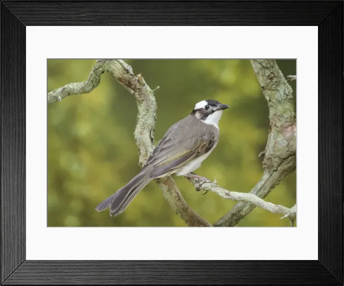 Framed Print : Chinese Bulbul South China Framed Print : Chinese Bulbul South China