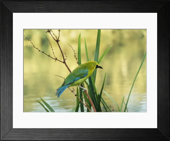 Framed Print : Blue-winged Leafbird Male, Asia Framed Print : Blue-winged Leafbird Male, Asia