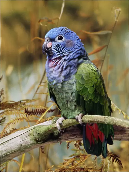 Blue-headed Pionus Parrot