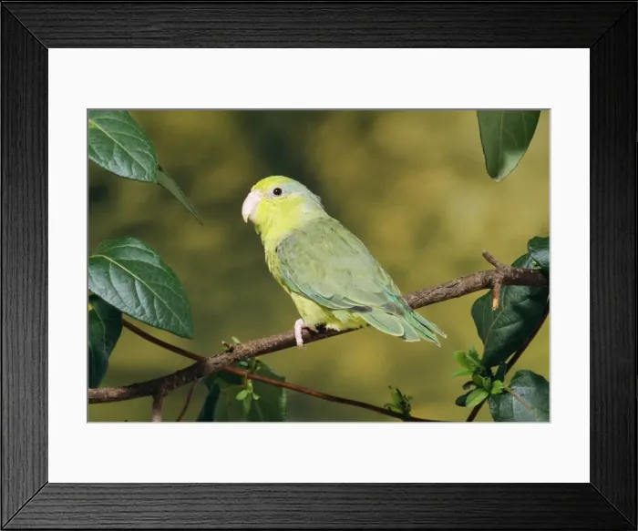 Framed Print : Celestial Parrotlet Peru Framed Print : Celestial Parrotlet Peru