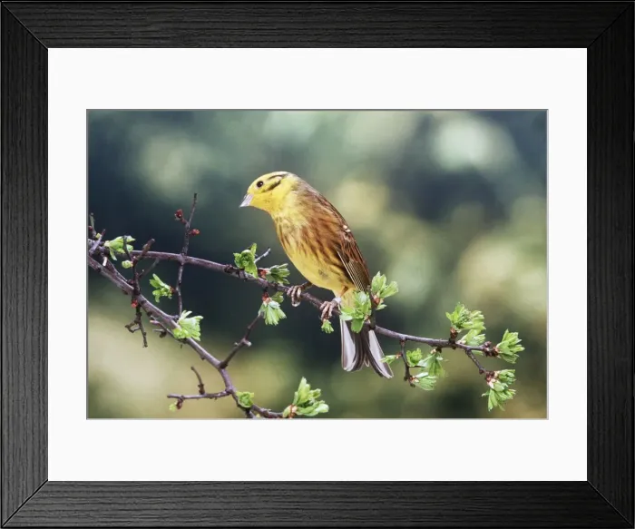 Framed Print : Yellowhammer Framed Print : Yellowhammer