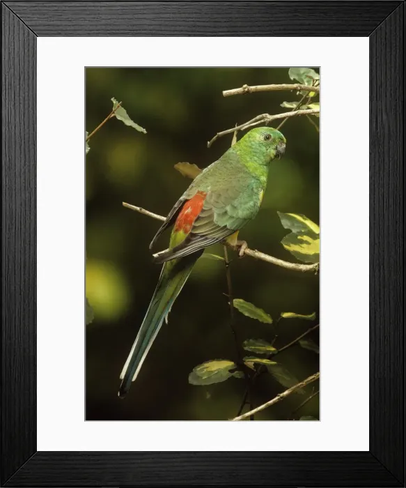 Framed Print : Red-rumped Parrot Framed Print : Red-rumped Parrot