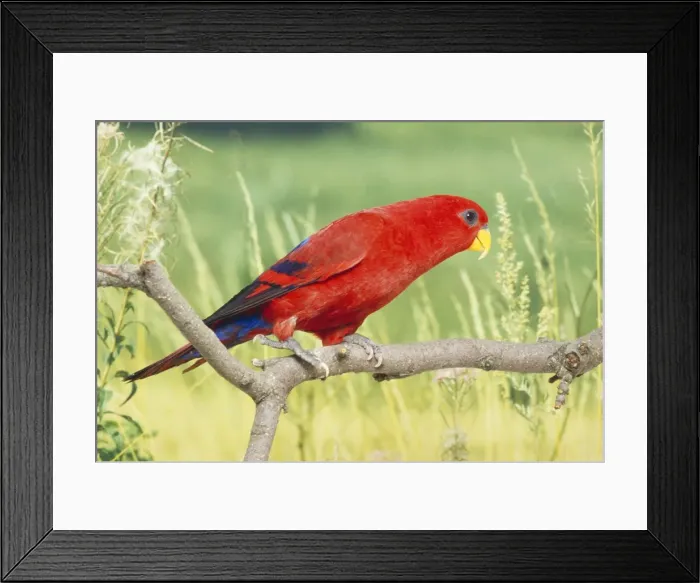 Framed Print : Moluccan Red Lorry Indonesia Framed Print : Moluccan Red Lorry Indonesia