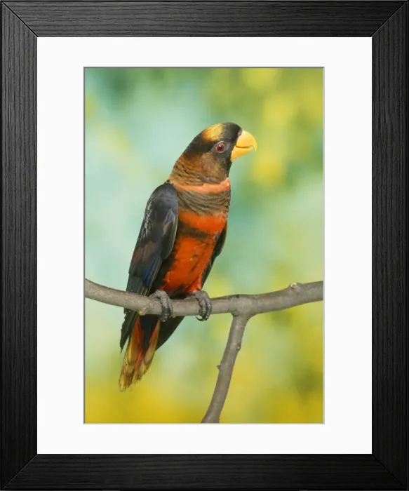 Framed Print : Orange Phase Dusky Lory Framed Print : Orange Phase Dusky Lory