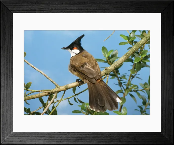 Framed Print : Red-whiskered Bulbul Distribution: Asia. India to Malaysia, Indochina Framed Print : Red-whiskered Bulbul Distribution: Asia. India to Malaysia, Indochina