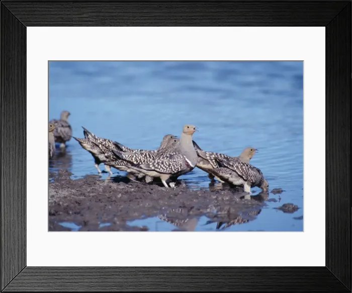 Framed Print : Namaqua Sandgrouse Framed Print : Namaqua Sandgrouse