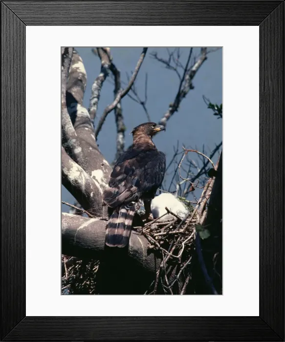 Framed Print : Crowned Eagle