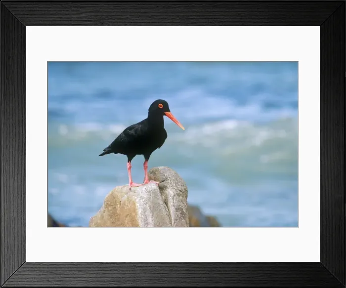 Framed Print : African Black Oystercatcher Framed Print : African Black Oystercatcher