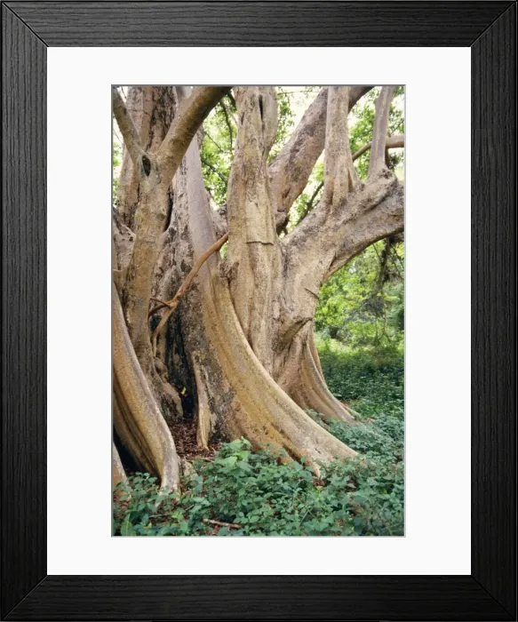 Framed Print : Sycamore Fig - Butteresses Zululand, South Africa Framed Print : Sycamore Fig - Butteresses Zululand, South Africa