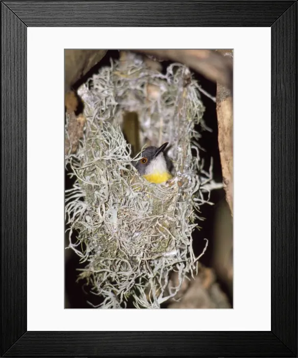 Framed Print : Yellow-breasted Apalis Framed Print : Yellow-breasted Apalis
