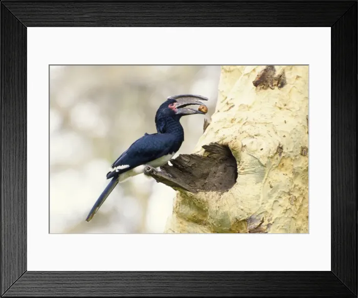 Framed Print : Trumpeter Hornbill - with food in beak